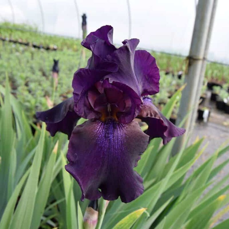 Iris 'Superstition' ---